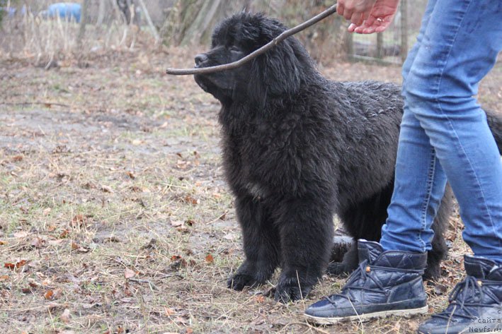 Фото: ньюфаундленд Басня с Берега Дона (Basnja s Berega Dona)