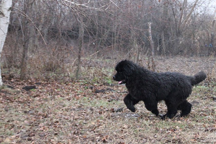 Фото: ньюфаундленд Басня с Берега Дона (Basnja s Berega Dona)