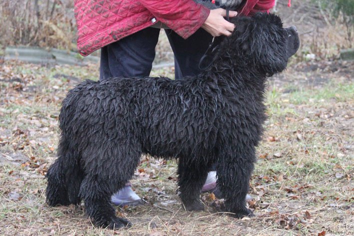 Фото: ньюфаундленд Басня с Берега Дона (Basnja s Berega Dona)