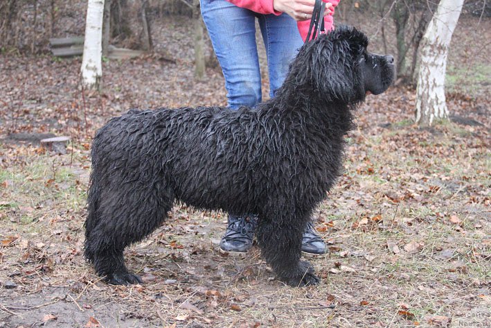 Фото: ньюфаундленд Басня с Берега Дона (Basnja s Berega Dona)