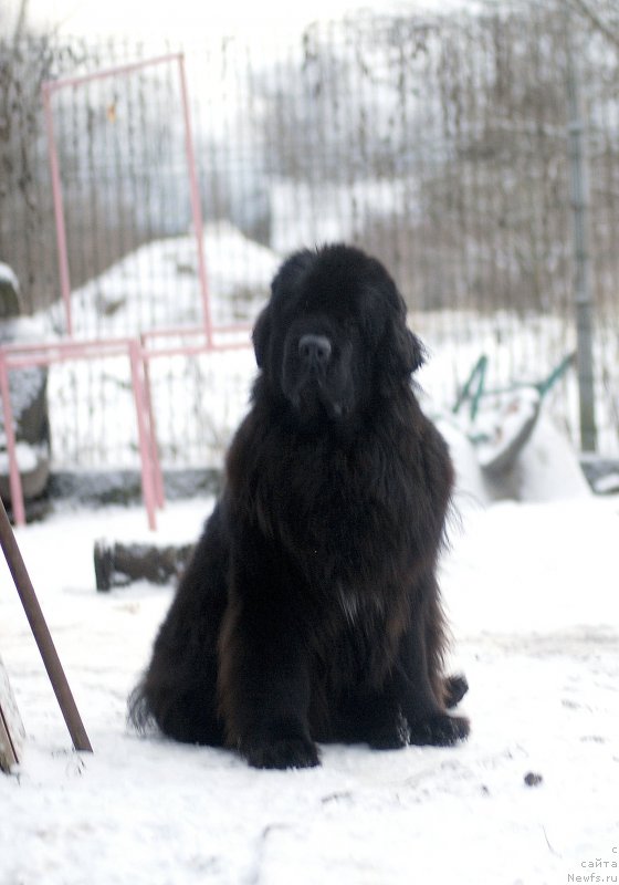 Фото: ньюфаундленд Акватория Келвин Онли Лав (Aquatoriya Kelvin Only Love)