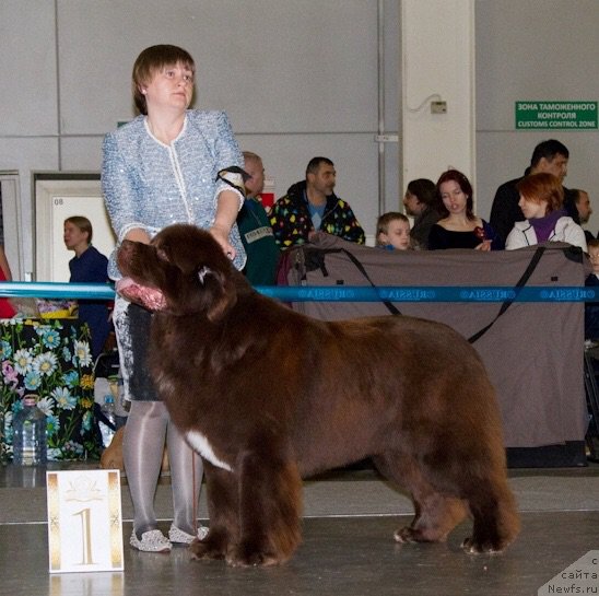 Фото: ньюфаундленд Акватория Келвин Райз Афтэ Ми (Aquatoriya Kelvin Rise After Me)