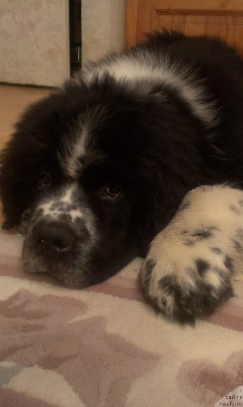 Фото: ньюфаундленд Бард с Берега Дона (Bard s Berega Dona)