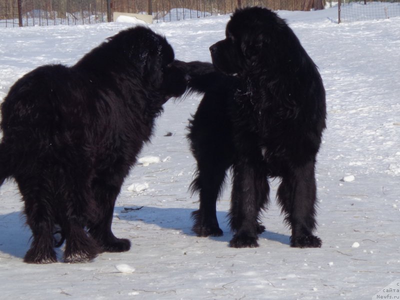 Фото: ньюфаундленд Виски Ред Лейбл Вепс (Viski Red Label Veps), ньюфаундленд Супер Премиум Линиэль Дайлиррин (Super Premium Liniel Daylirring)
