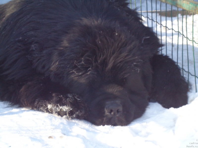 Фото: ньюфаундленд Супер Премиум Микадо (Super Premium Mikado)