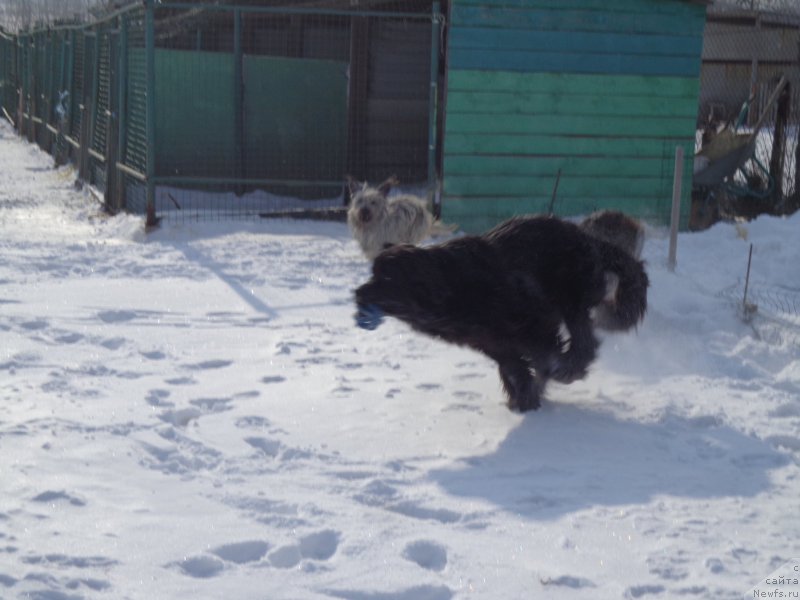 Фото: ньюфаундленд Супер Премиум Немессис