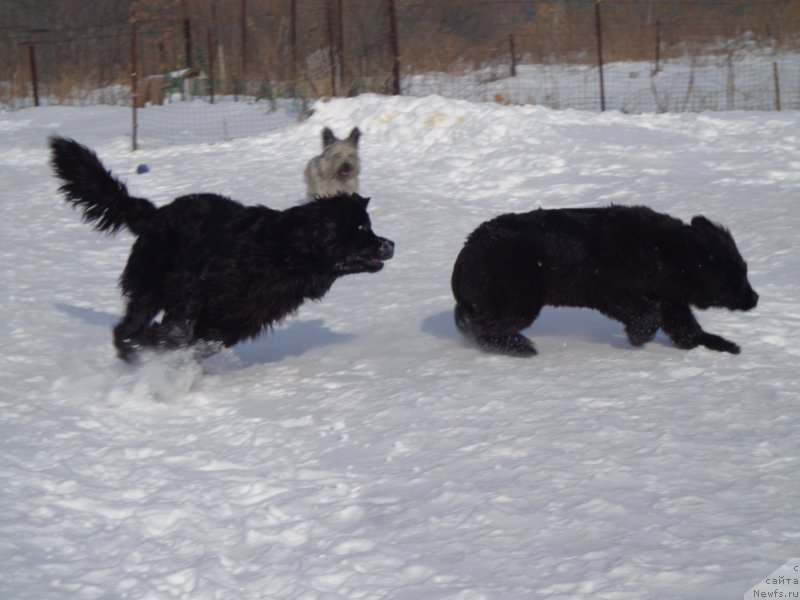 Фото: ньюфаундленд Супер Премиум Немессис, ньюфаундленд Викториус Смайл