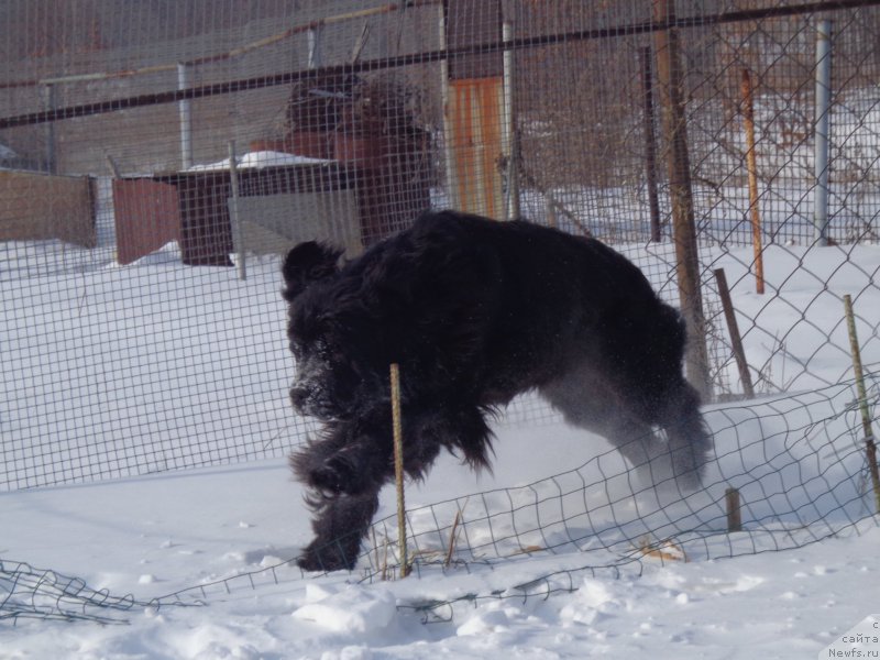Фото: ньюфаундленд Супер Премиум Немессис