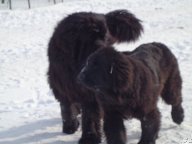 Фото: ньюфаундленд Супер Премиум Нао Дел Трато, ньюфаундленд Викториус Смайл
