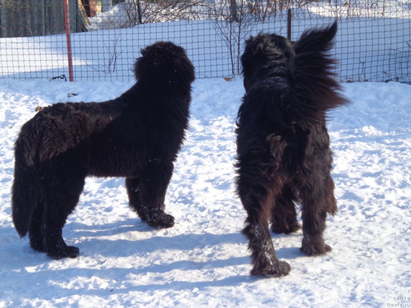 Фото: ньюфаундленд Супер Премиум Немессис, ньюфаундленд Викториус Смайл