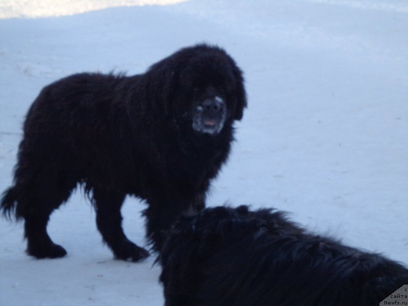 Фото: ньюфаундленд Виски Ред Лейбл Вепс (Viski Red Label Veps)