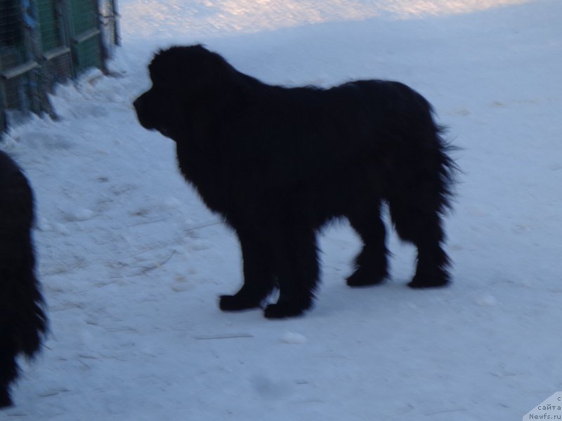 Фото: ньюфаундленд Супер Премиум Нао Дел Трато