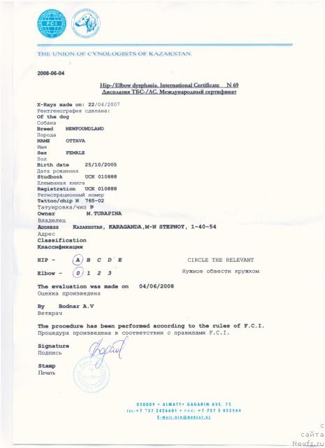 Фото: ньюфаундленд Оттава (Ottava)