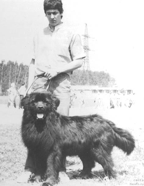 Фото: ньюфаундленд Эль Уст Санэ