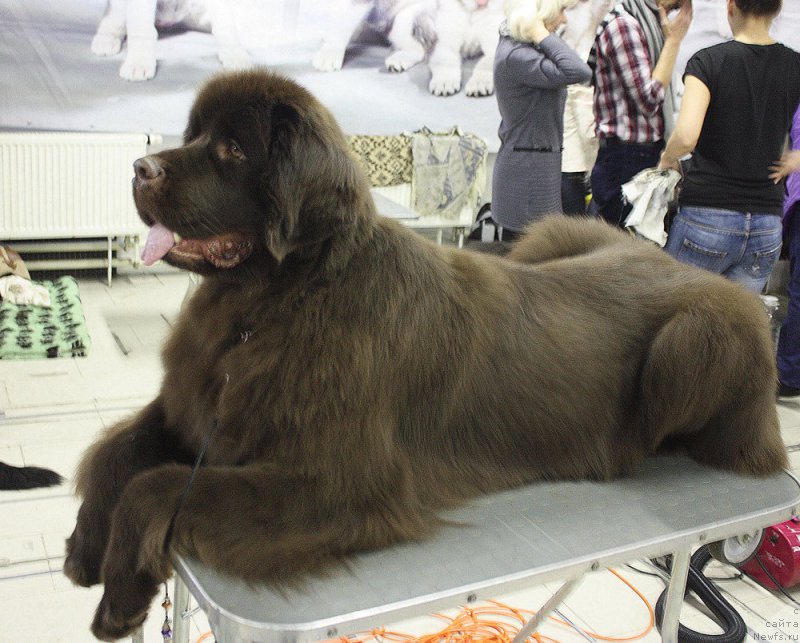 Фото: ньюфаундленд Акватория Келвин Хизер Хани (Aquatoriya Kelvin Heather Honey)