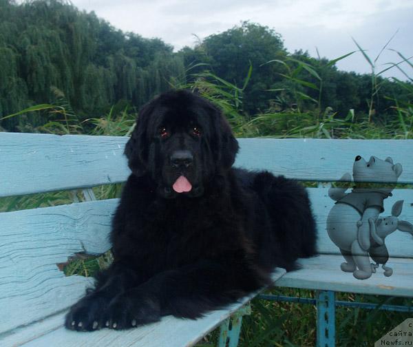 Фото: ньюфаундленд Бренда Кара Дениз