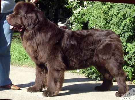 Фото: ньюфаундленд Супер Премиум Бест Бэлжен Ригардс (Super Premium Best Belzhen Regards)