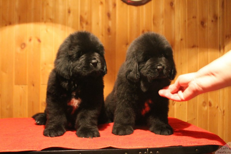 Фотография № 170839