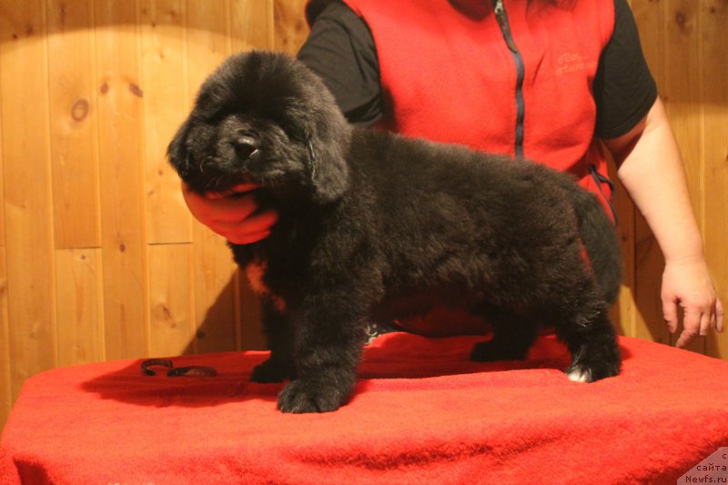 Фотография № 170843