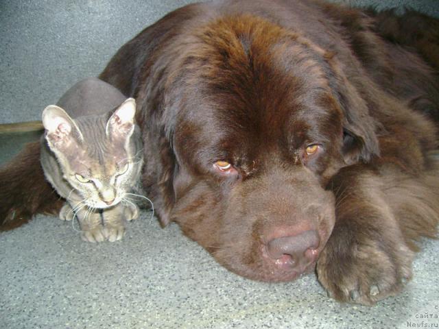 Фото: ньюфаундленд Супер Премиум Бест Бэлжен Ригардс (Super Premium Best Belzhen Regards)