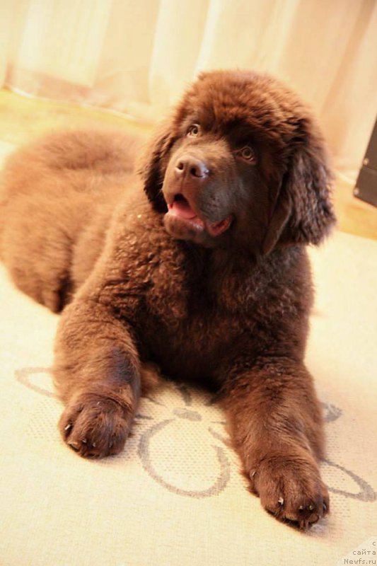 Фото: ньюфаундленд Браунблад МСК Хаиес Хаго (Brownblood MSK Hayes Hago)