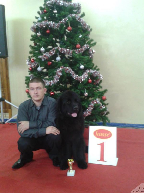 Фото: ньюфаундленд Нью-Пом-Шир Айкен Дигас