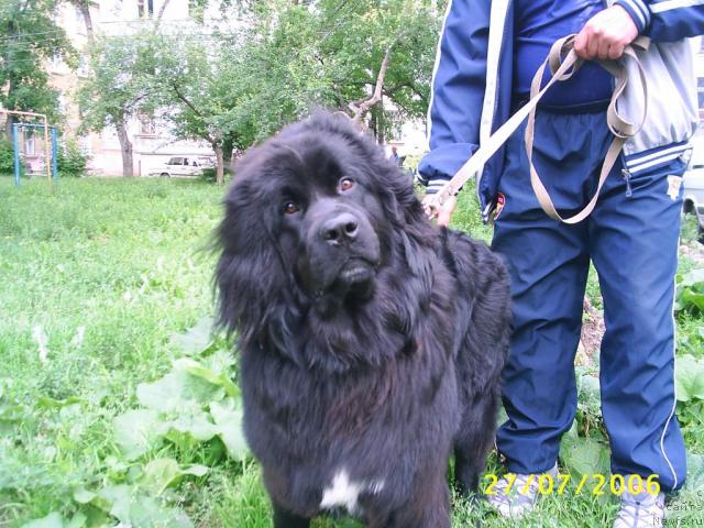 Фото: ньюфаундленд Обуш Шед Ю'Лук Бьютифул