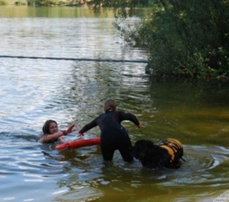 Фото: ньюфаундленд Эверест из Антаграда