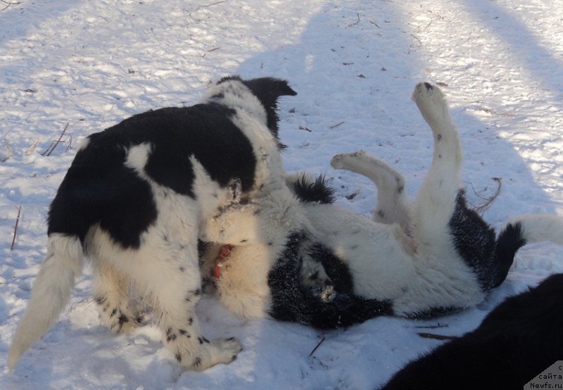 Фотография № 170866