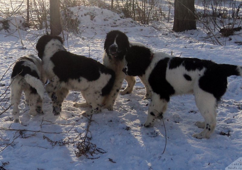 Фотография № 170868