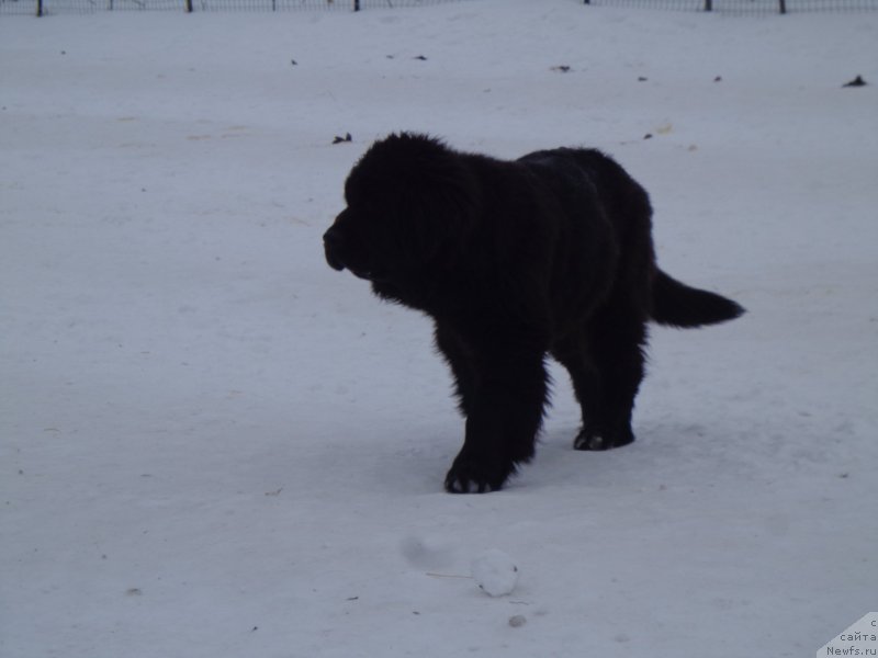 Фото: ньюфаундленд Викториус Смайл