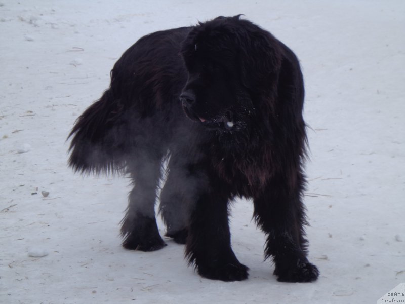 Фото: ньюфаундленд Супер Премиум Нао Дел Трато