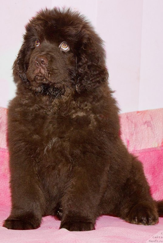 Фотография № 170892