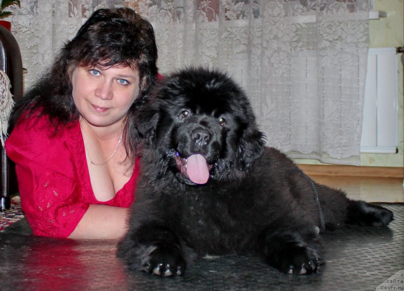 Фото: Валентина Воронец, ньюфаундленд Альфа Дар Окса Августина