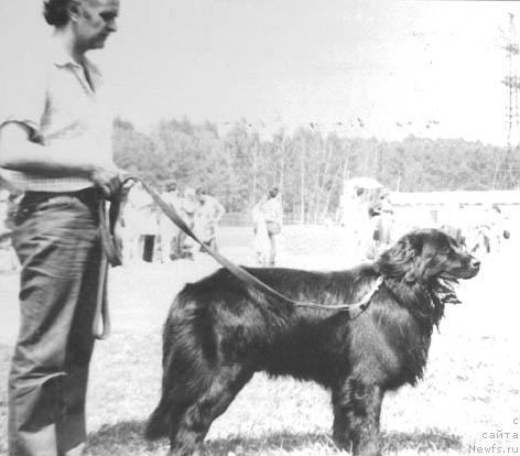 Фото: ньюфаундленд Эль Дар Уст Санэ