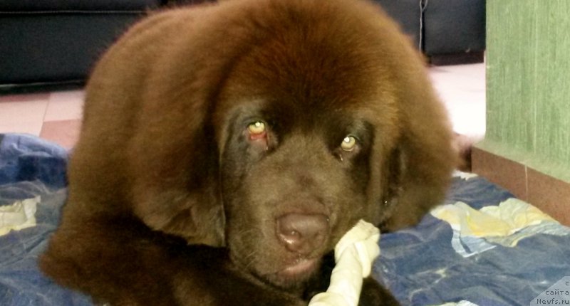 Фото: ньюфаундленд Браунблад МСК Хэппи Тедди (Brownblood MSK Happy Teddy)