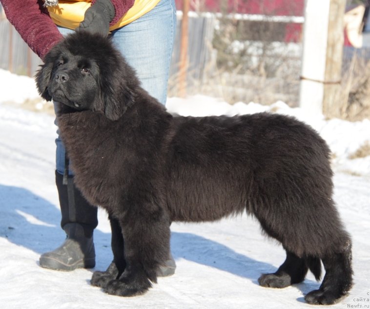 Фото: ньюфаундленд Акватория Келвин Аппле Свит