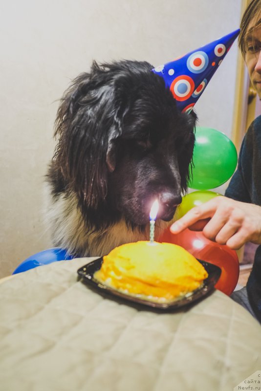 Фото: ньюфаундленд Сент Джонс Инспирэйшн