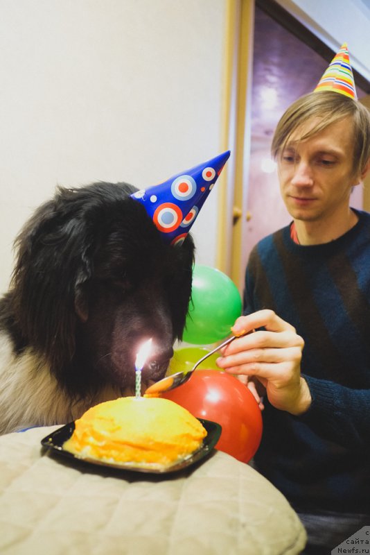 Фото: ньюфаундленд Сент Джонс Инспирэйшн