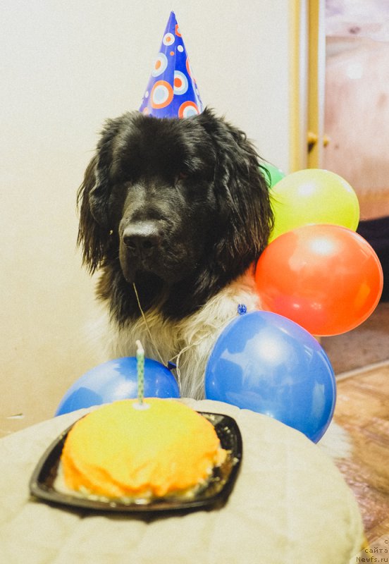 Фото: ньюфаундленд Сент Джонс Инспирэйшн