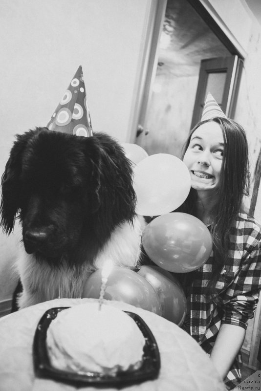 Фото: ньюфаундленд Сент Джонс Инспирэйшн