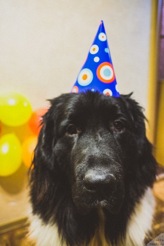 Фото: ньюфаундленд Сент Джонс Инспирэйшн