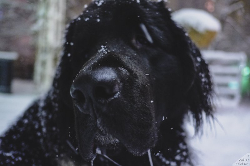 Фото: ньюфаундленд Сент Джонс Инспирэйшн