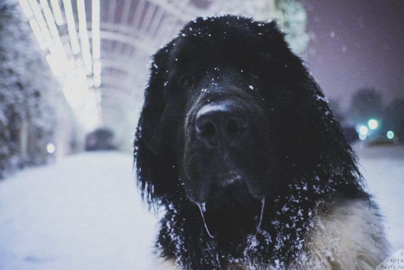 Фото: ньюфаундленд Сент Джонс Инспирэйшн