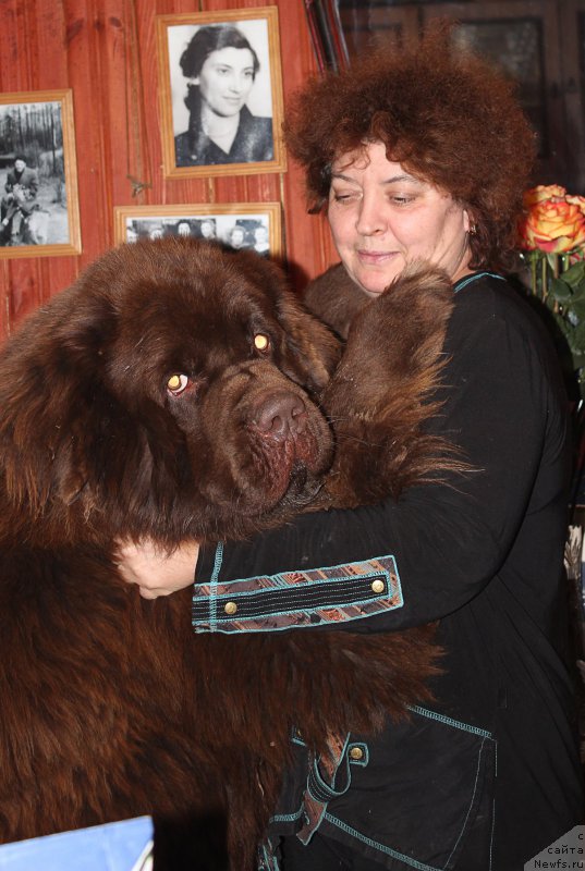 Фото: ньюфаундленд Чарли Де Бест Хелфи Пэл (Charli The Best Helfi Pel)