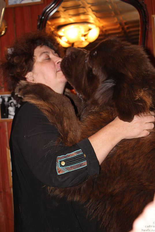 Фото: ньюфаундленд Чарли Де Бест Хелфи Пэл (Charli The Best Helfi Pel)