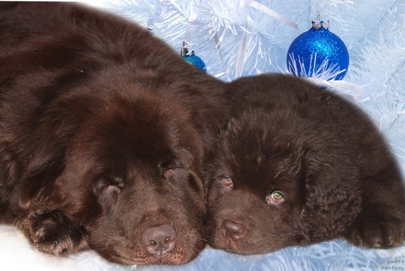 Фото: ньюфаундленд Наоми Таголири фор Браунблад (Naomi Tagoliri for Brouwnblood), ньюфаундленд Сверкающая Гора Машаме (Sverkayuzhaya Gora Mashame)