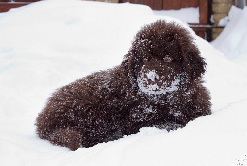 Фото: ньюфаундленд Наоми Таголири фор Браунблад (Naomi Tagoliri for Brouwnblood)