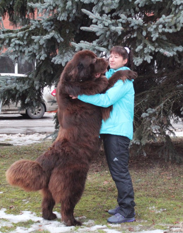 Фото: ньюфаундленд Акватория Келвин Райз Афтэ Ми (Aquatoriya Kelvin Rise After Me)