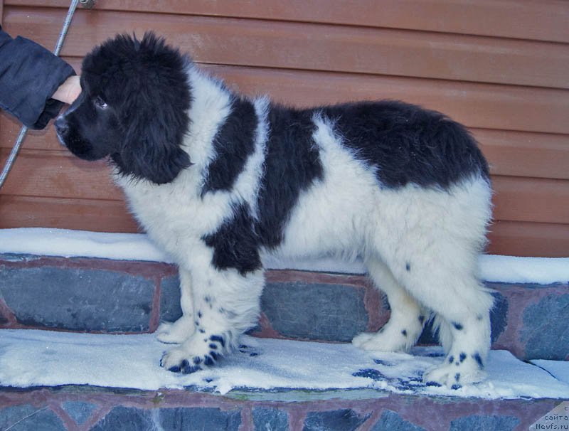 Фото: ньюфаундленд Супер Бизон Мирослава